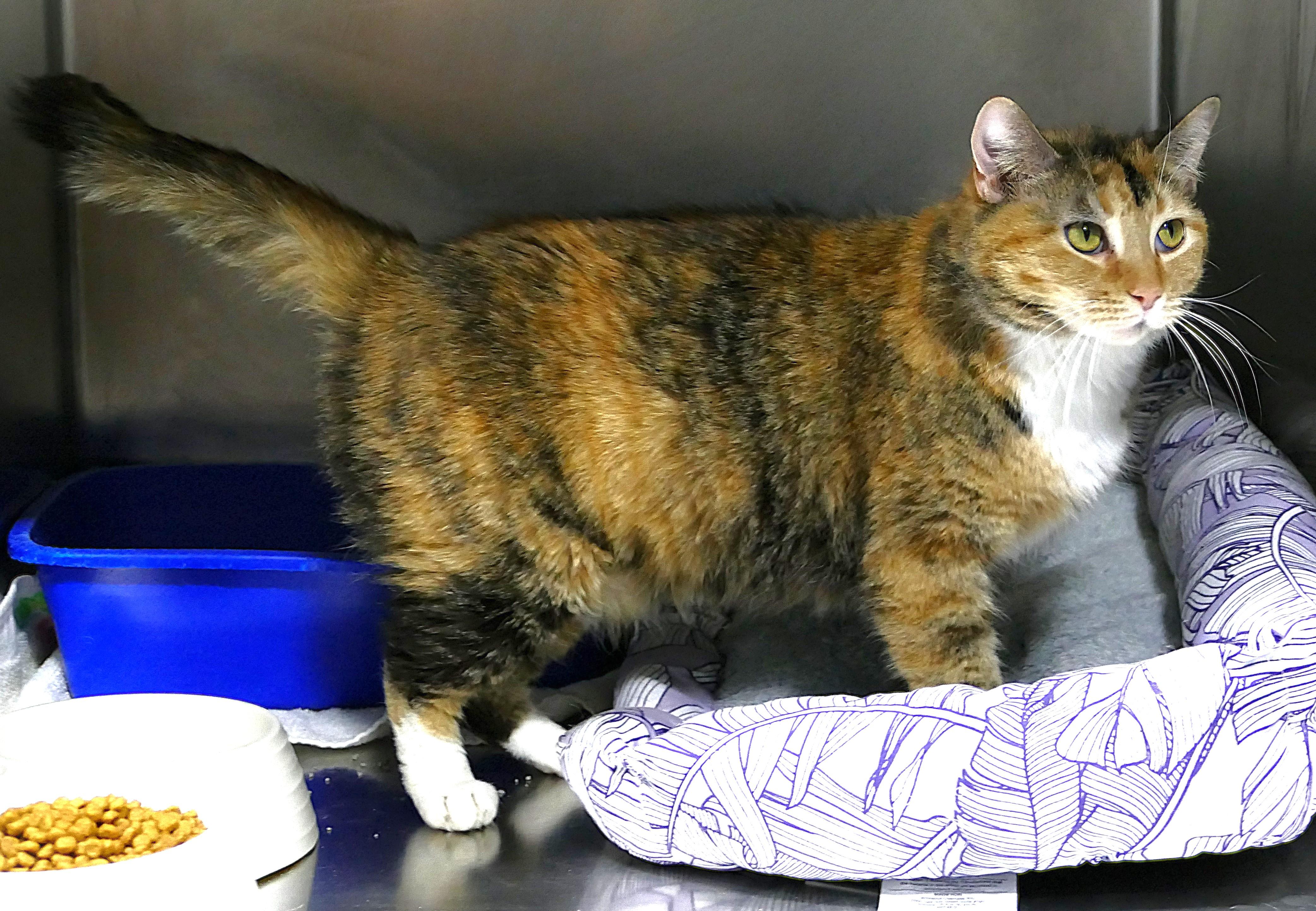 Enlarge LALALOOPSY, a ADOPTABLE mixed breed in Beechbottom, WV image 3/4