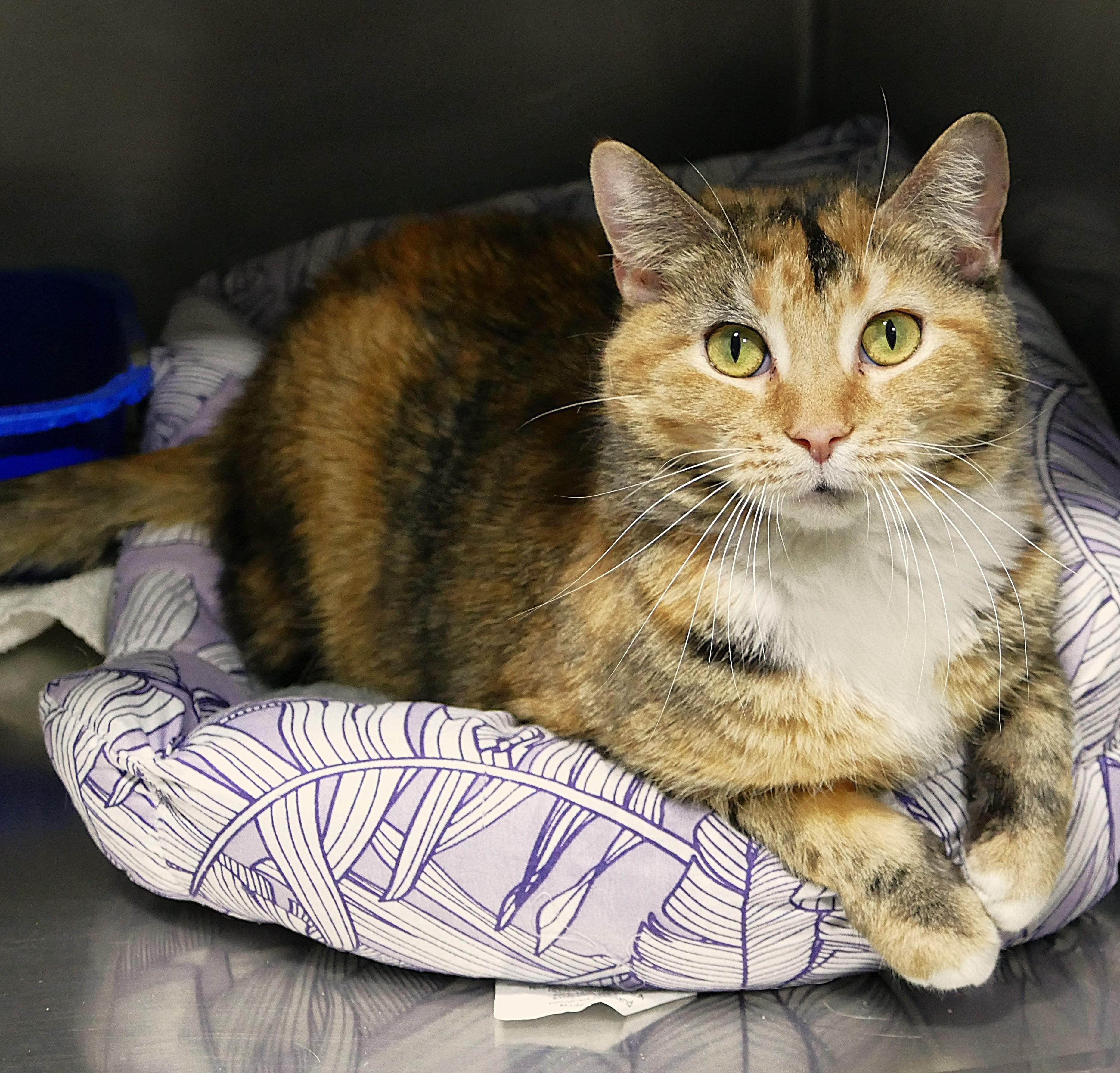 LALALOOPSY, ADOPTABLE, Adult Female Domestic Short Hair.