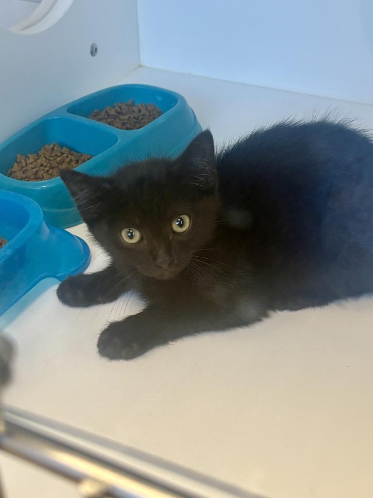 Enlarge Saki, a Adoptable American Shorthair in Greenfield, IN image 1/1