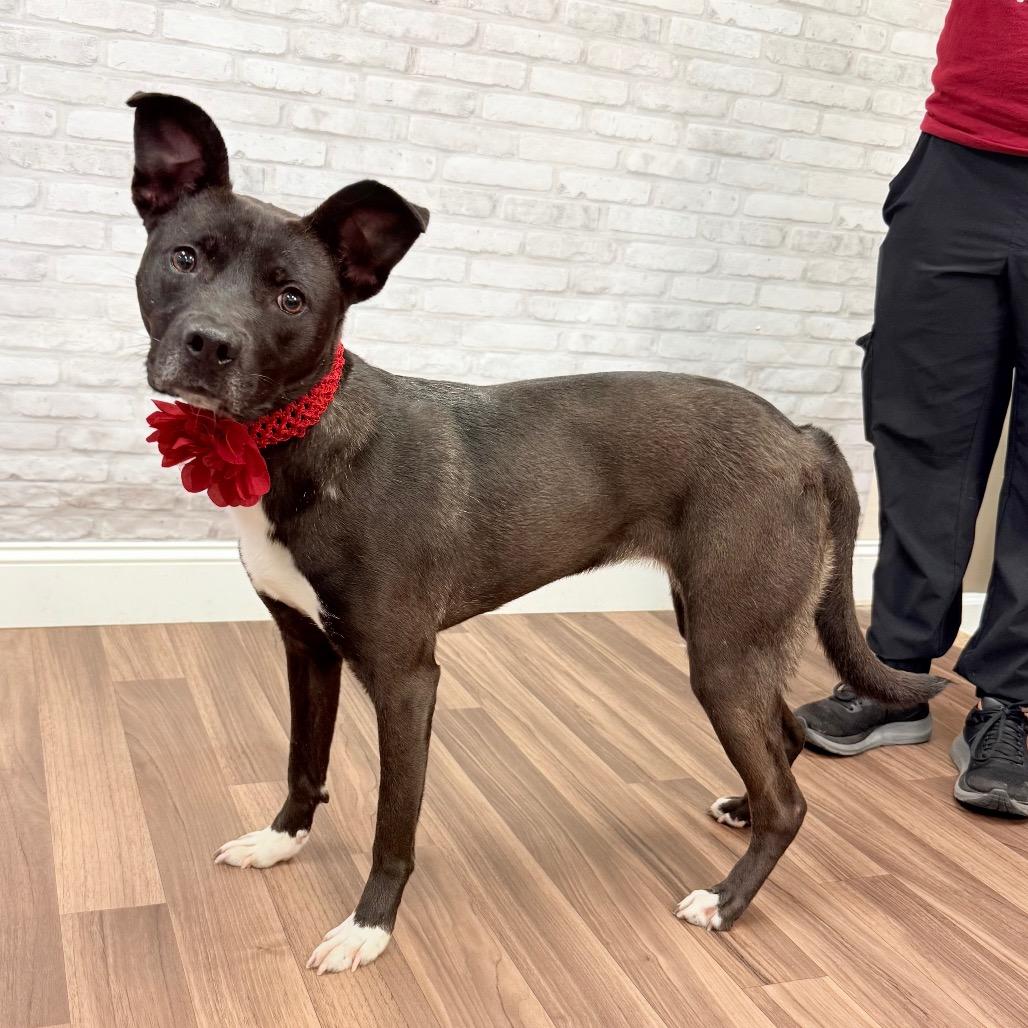 Charley, Adoptable, Adult Female Mixed Breed.