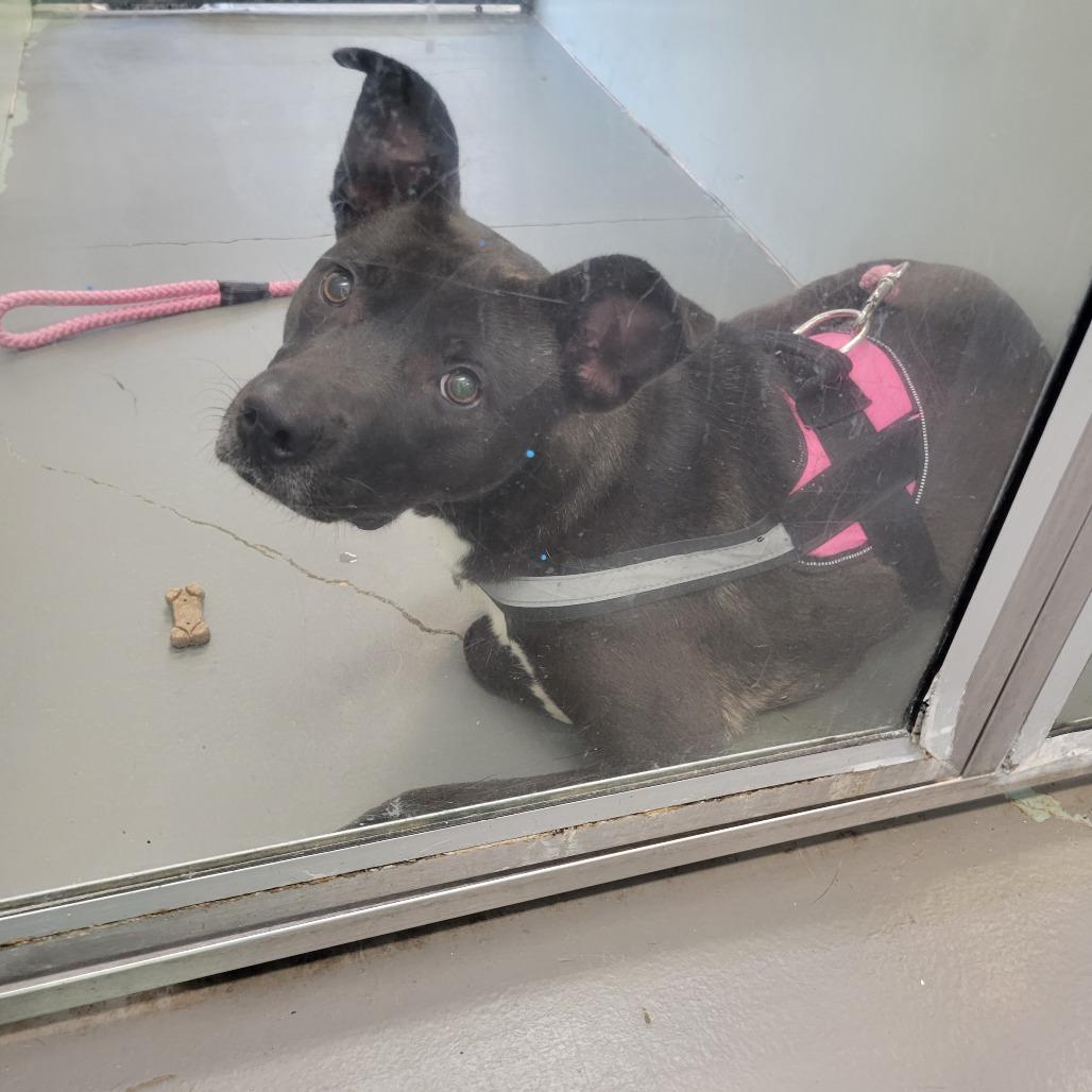 Charley, a Adoptable Mixed Breed in Montgomery, AL image 2/4