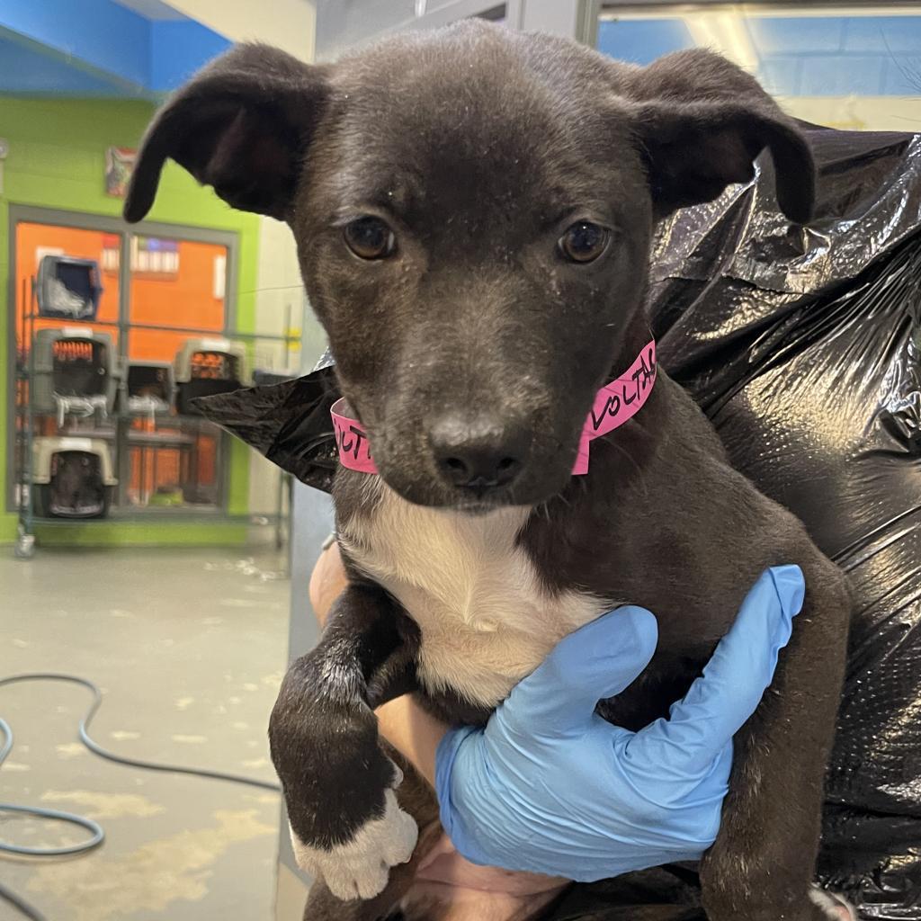 Charley, a Adoptable Mixed Breed in Montgomery, AL image 3/4