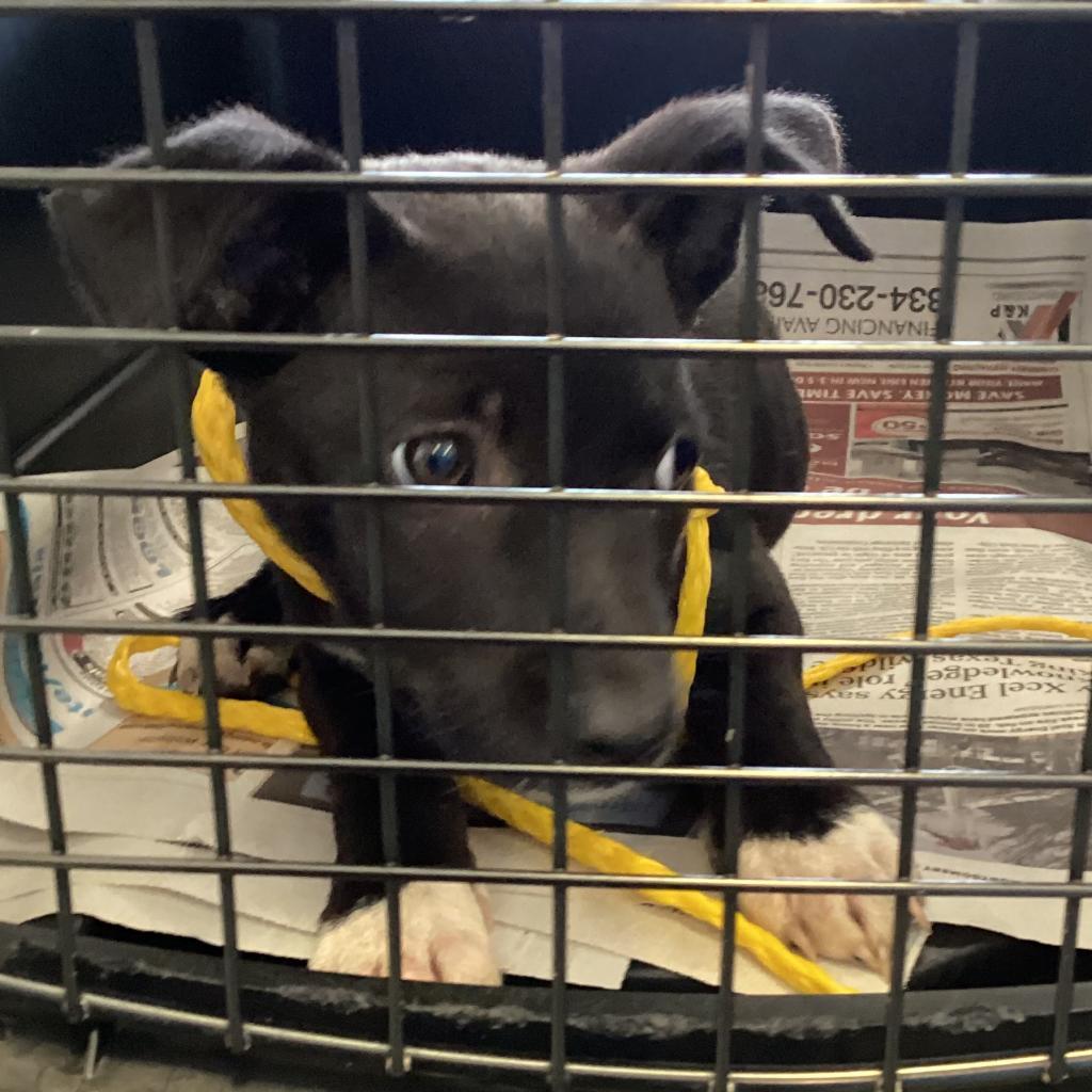 Charley, a Adoptable Mixed Breed in Montgomery, AL image 4/4