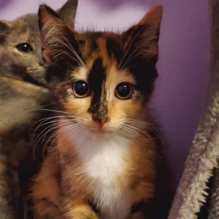 Madeline, Adoptable, Kitten Female Domestic Short Hair.