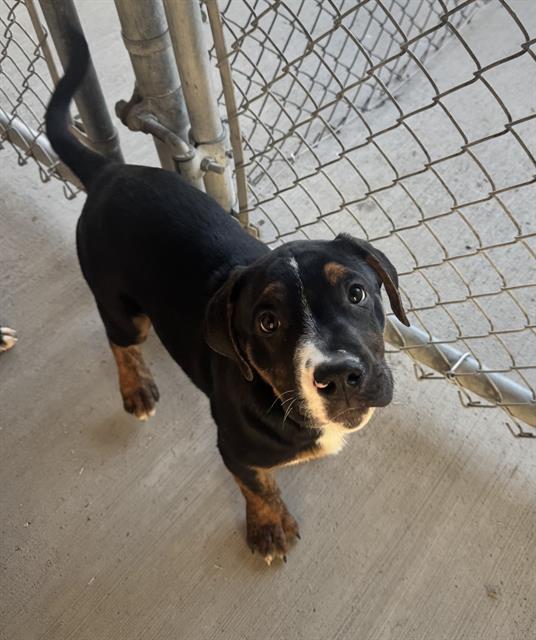 Enlarge HARRY, a Adoptable mixed breed in Toronto, ON image 1/1