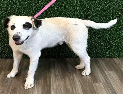 Otter, ADOPTABLE, Adult Male Border Collie.