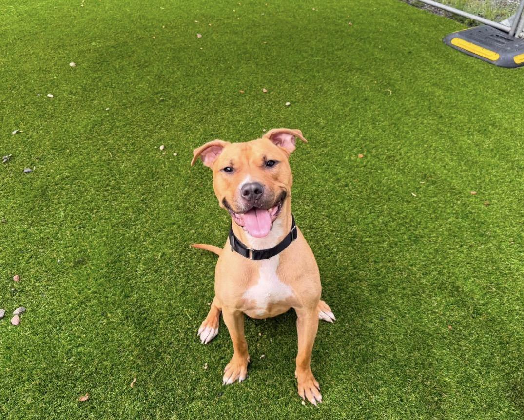 Gizmo, Adoptable, Young Male Pit Bull Terrier.