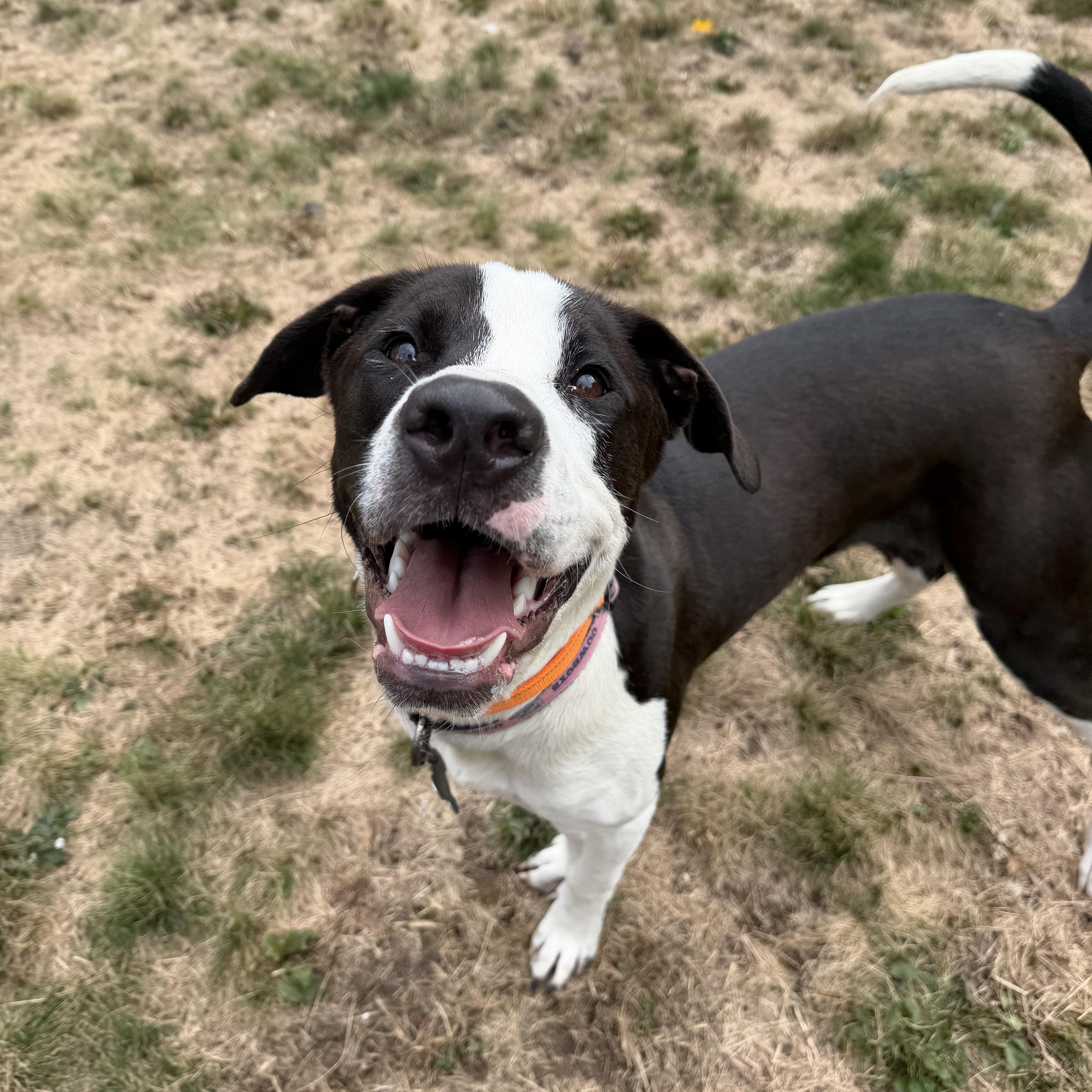 Enlarge POSTIE, a Adoptable mixed breed in Kennebunk , ME image 2/4