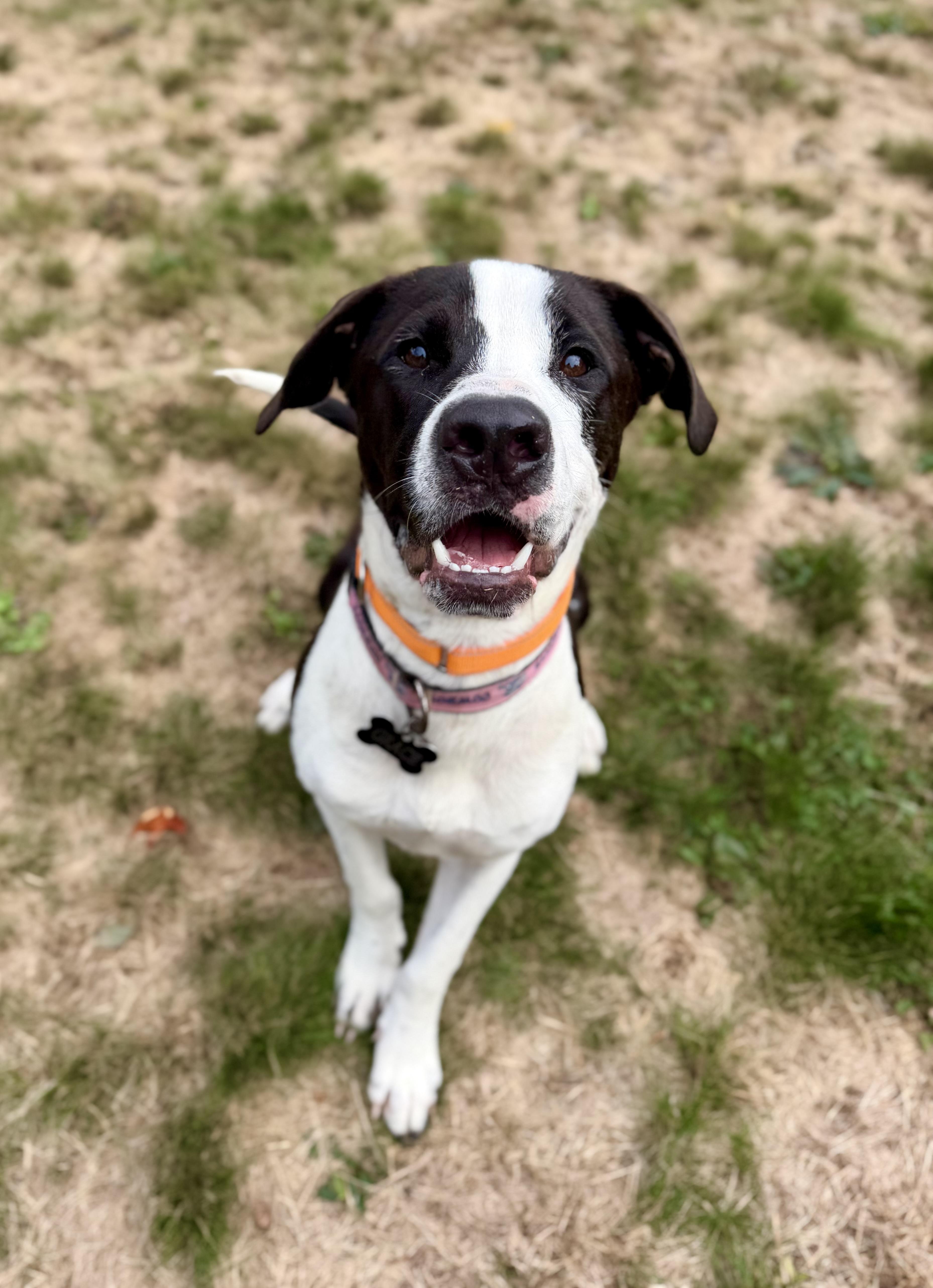 POSTIE, Adoptable, Young Male Labrador Retriever.
