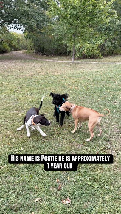 Enlarge POSTIE, a Adoptable mixed breed in Kennebunk , ME video 3/4