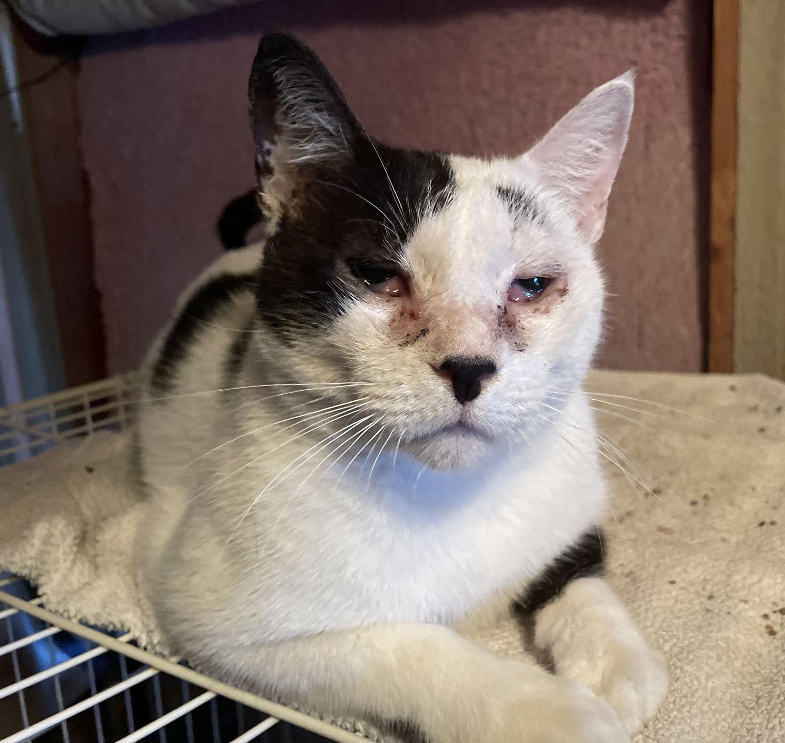 Amias - FIV+, Adoptable, Adult Male Domestic Short Hair.