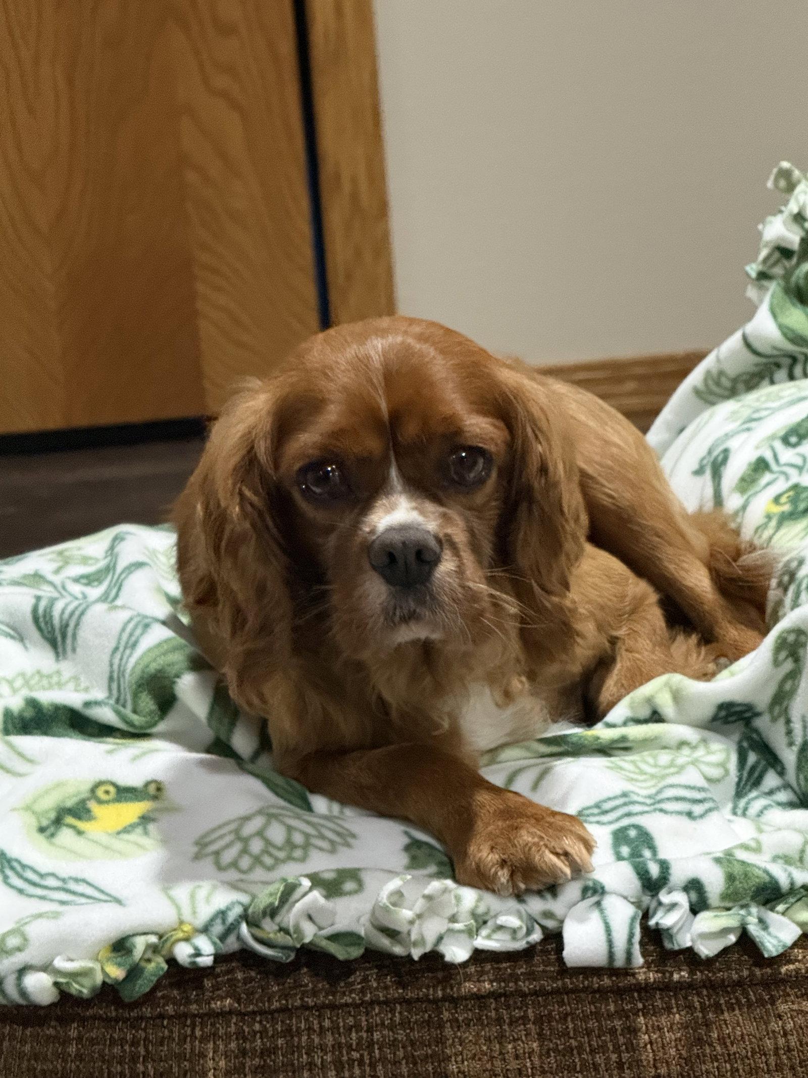 Enlarge Forrest, a Adoptable Cavalier King Charles Spaniel in Brandon, SD image 1/2