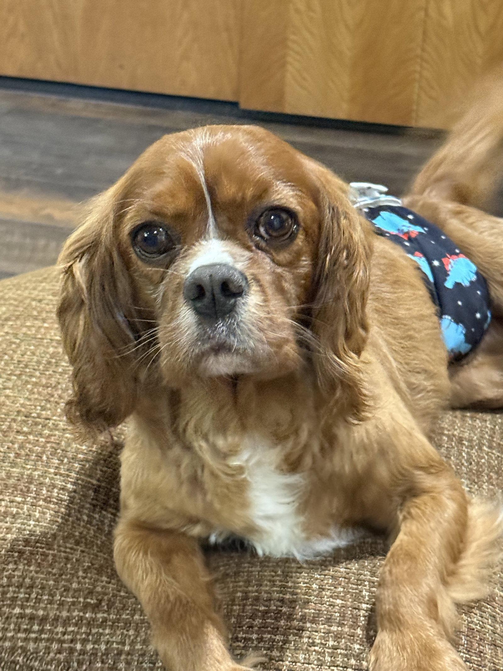 Enlarge Forrest, a Adoptable Cavalier King Charles Spaniel in Brandon, SD image 2/2