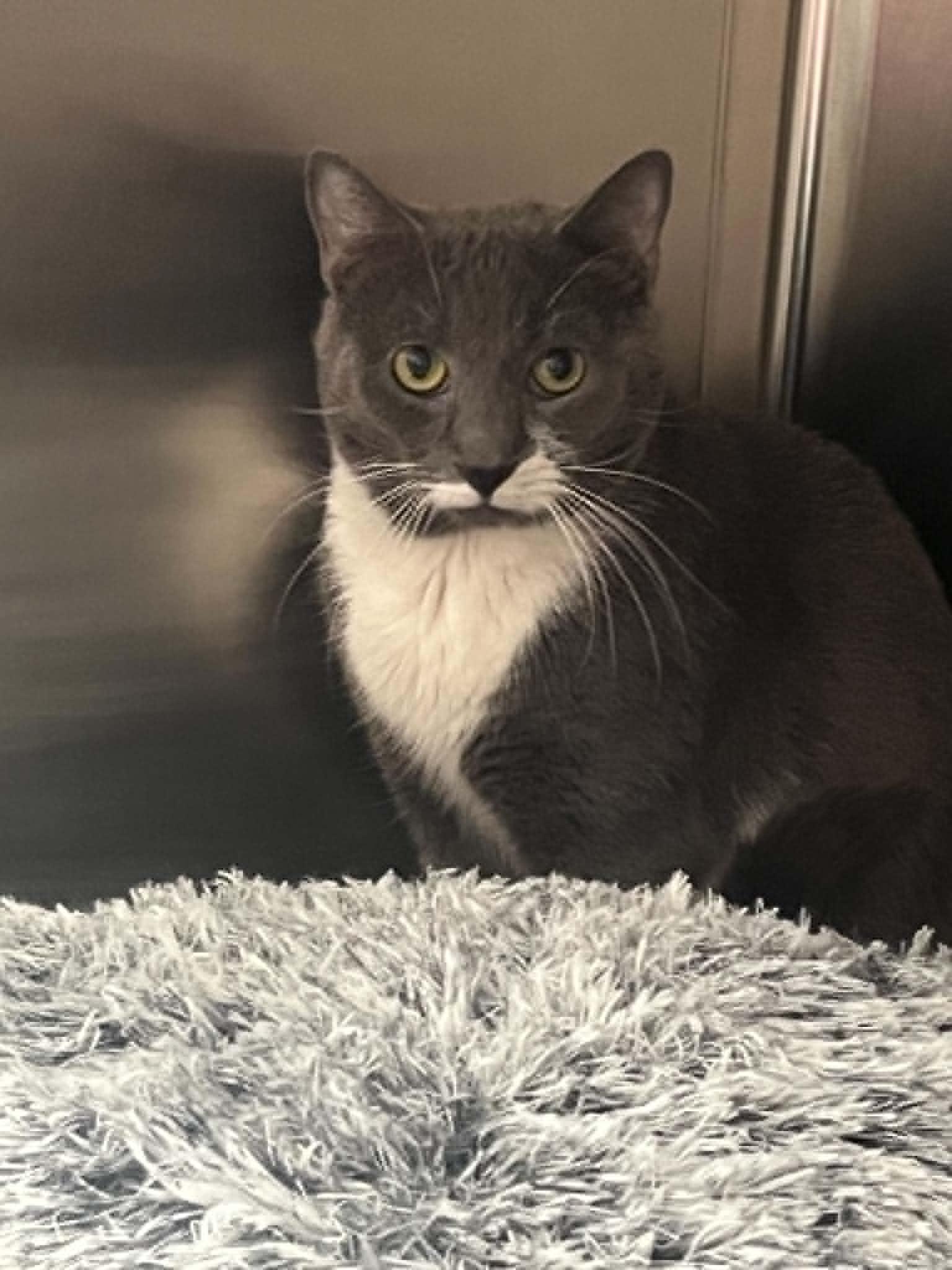 Lortz, ADOPTABLE, Adult Male Domestic Short Hair.