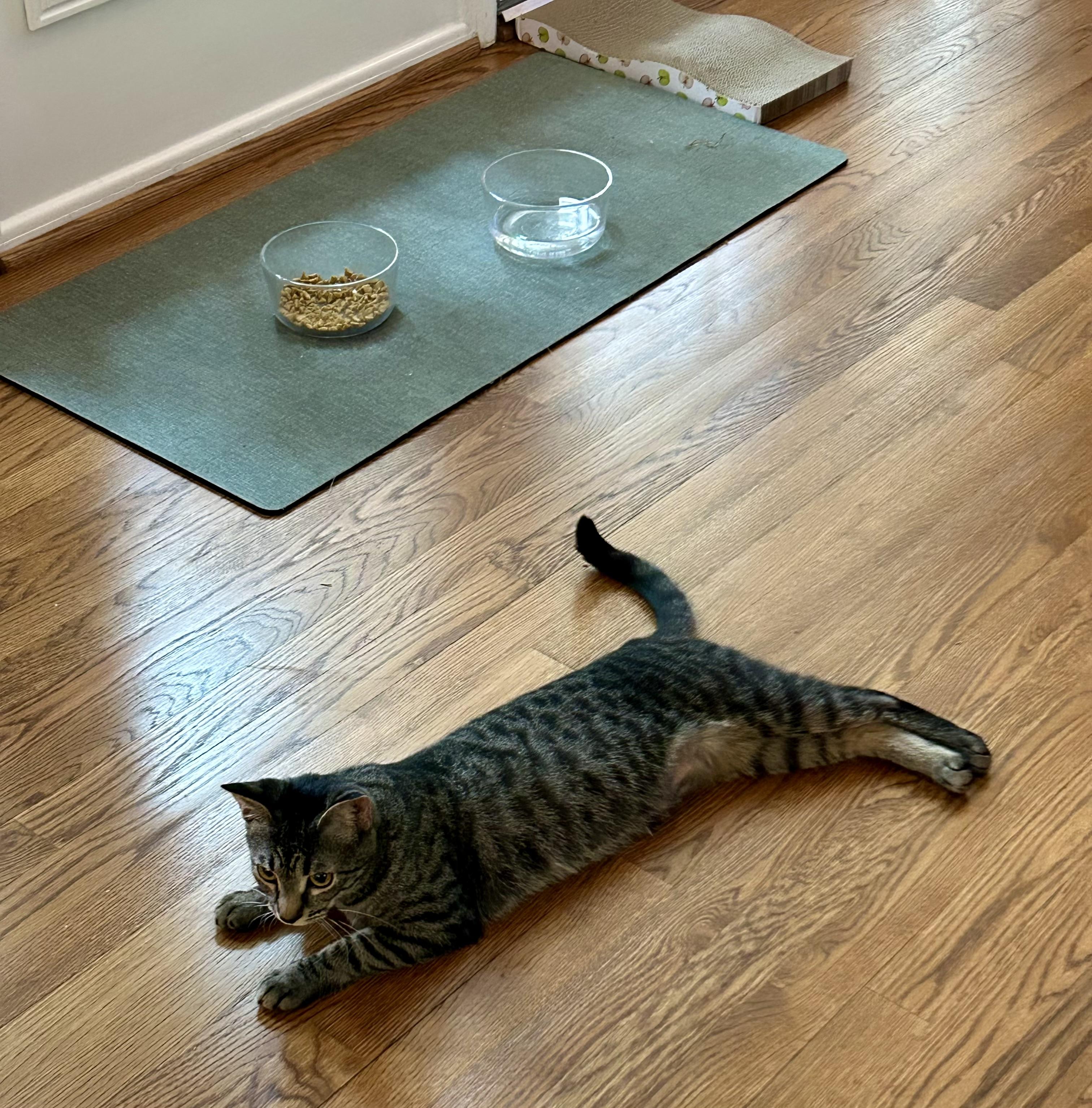 Cheerio Female Tabby