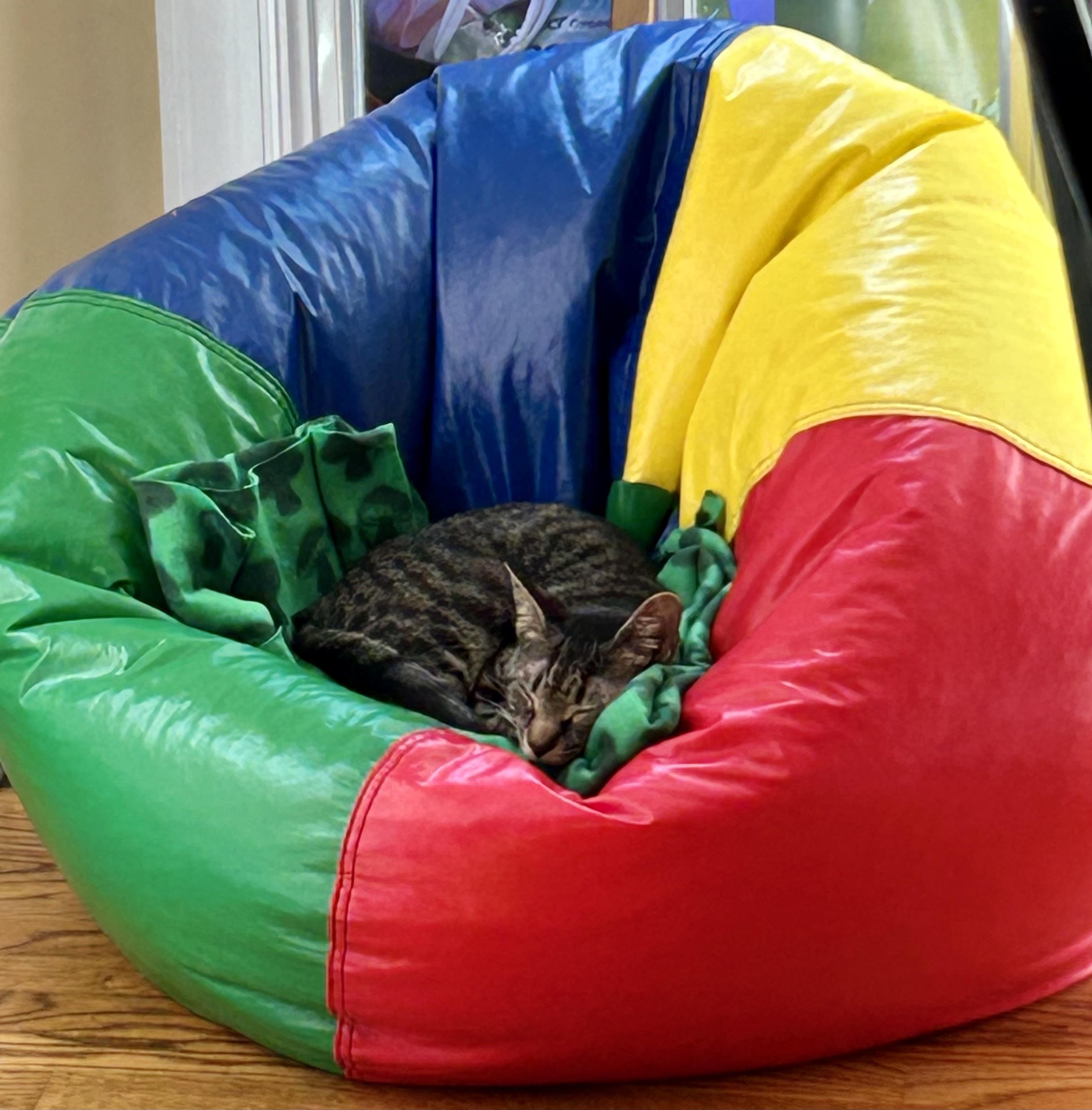 Enlarge Cheerio Female Tabby, a Adoptable Tabby in Monroe, NC image 3/5