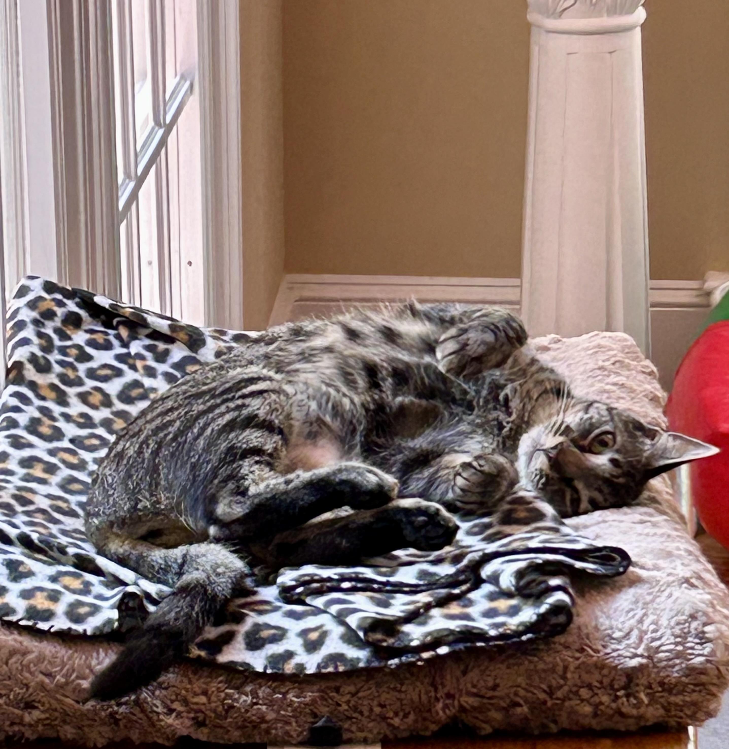 Enlarge Cheerio Female Tabby, a Adoptable Tabby in Monroe, NC image 4/5