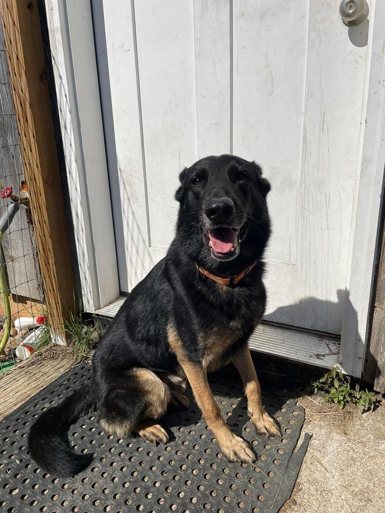 Pablo, Adoptable, Adult Male German Shepherd Dog.