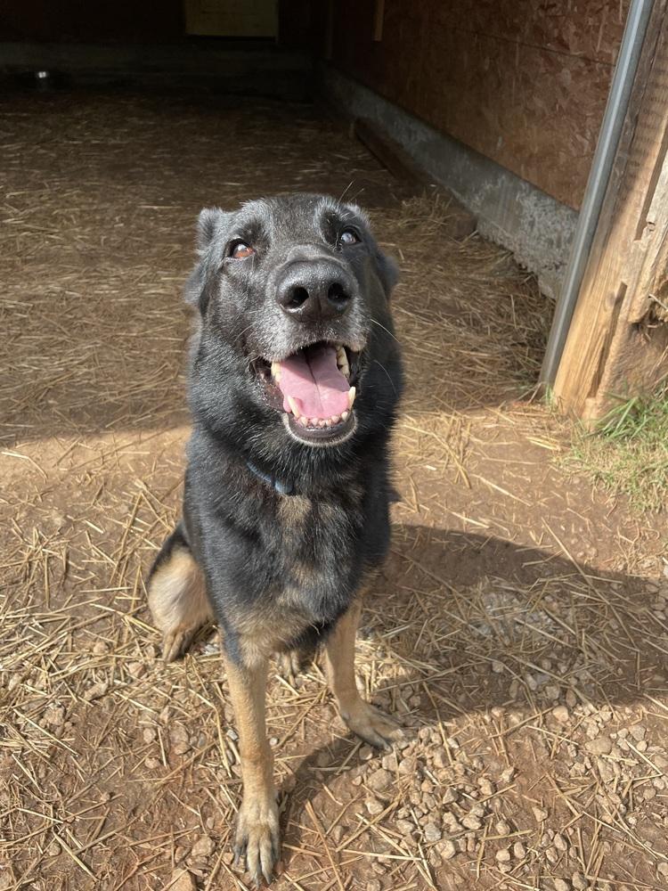 Enlarge Pablo, a Adoptable German Shepherd Dog in Newnan, GA image 2/6