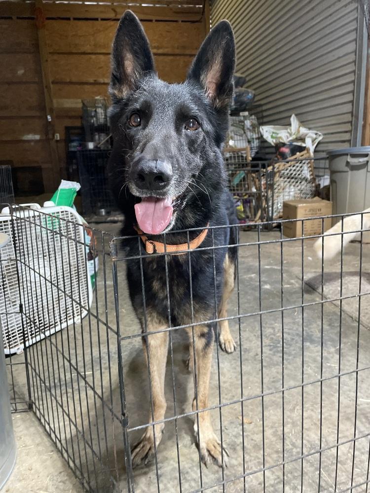 Enlarge Pablo, a Adoptable German Shepherd Dog in Newnan, GA image 3/6