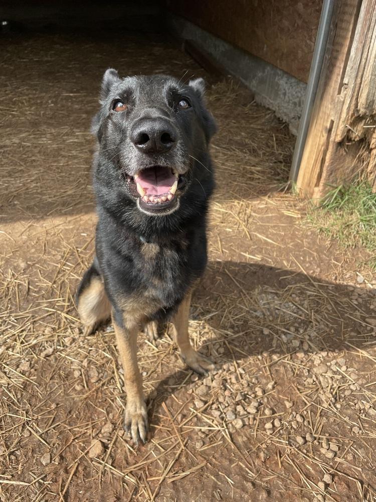 Enlarge Pablo, a Adoptable German Shepherd Dog in Newnan, GA image 4/6