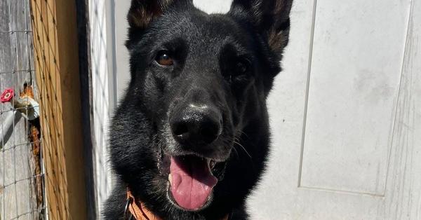 Enlarge Pablo, a Adoptable German Shepherd Dog in Newnan, GA image 5/6
