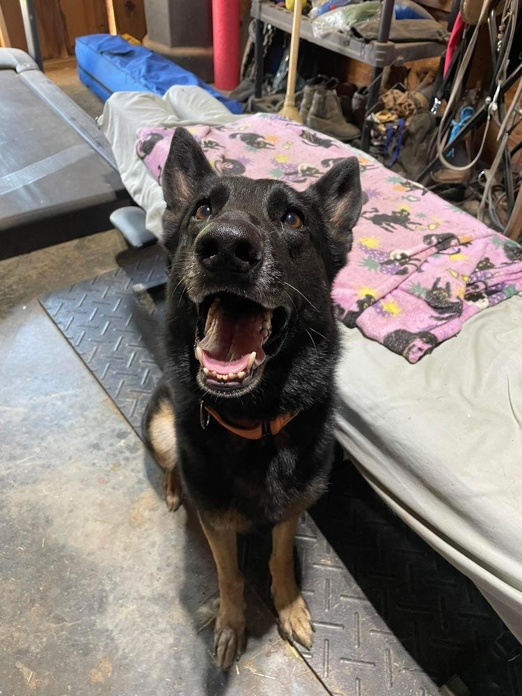 Enlarge Pablo, a Adoptable German Shepherd Dog in Newnan, GA image 6/6