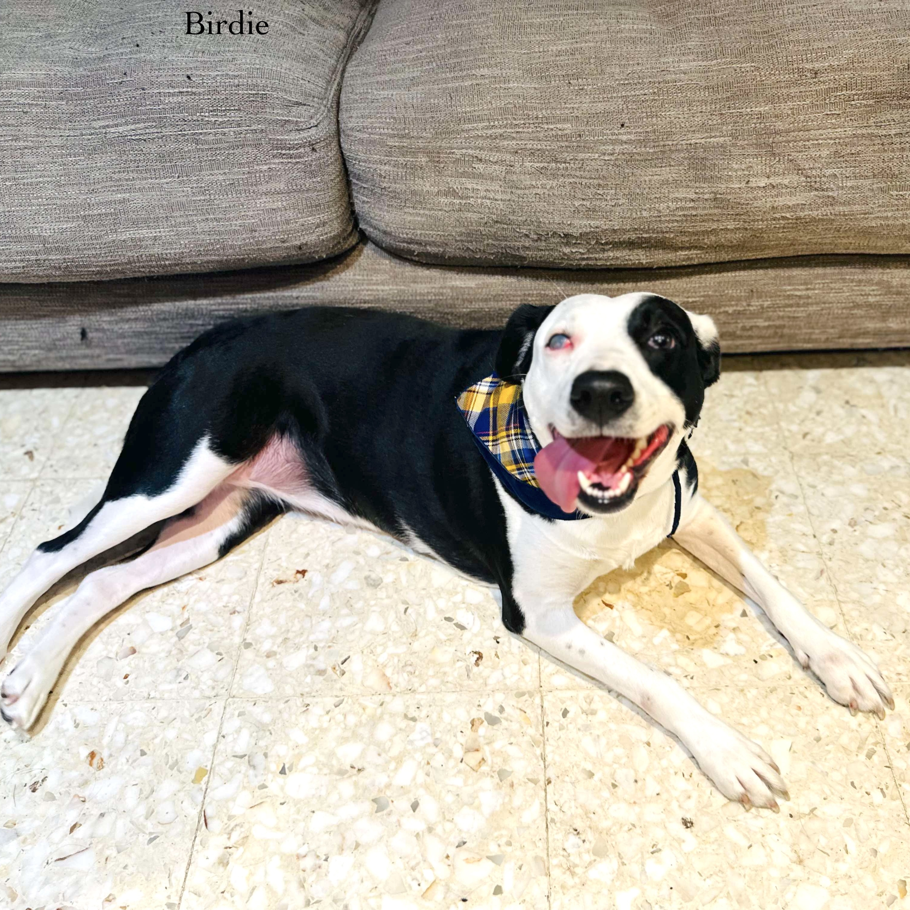 Enlarge Birdie, a Adoptable mixed breed in Seattle, WA image 4/6