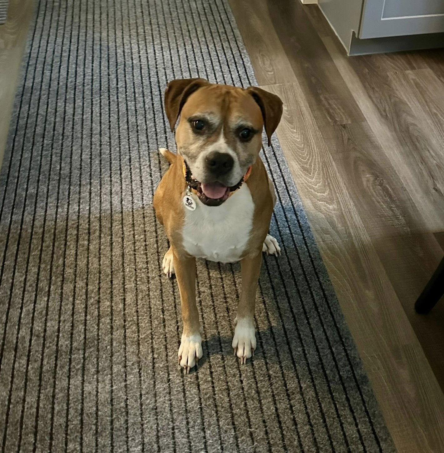 Enlarge Puddles, a Adoptable Boxer in Stanwood, WA image 2/3