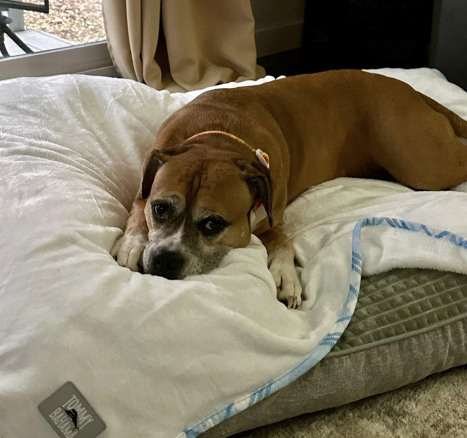 Enlarge Puddles, a Adoptable Boxer in Stanwood, WA image 3/3