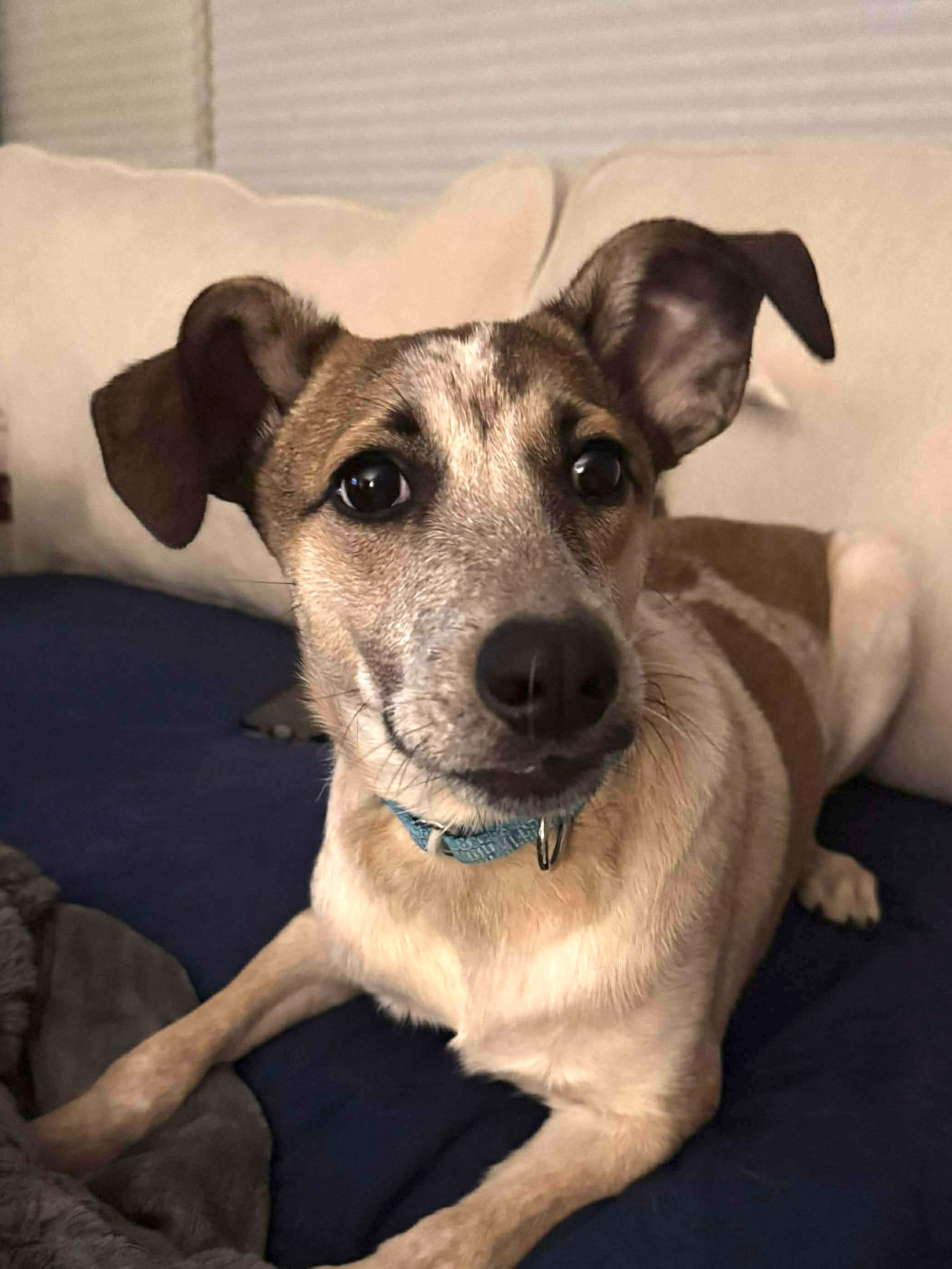 Enlarge Rodney, a Adoptable Mixed Breed in Highland, NY image 1/6