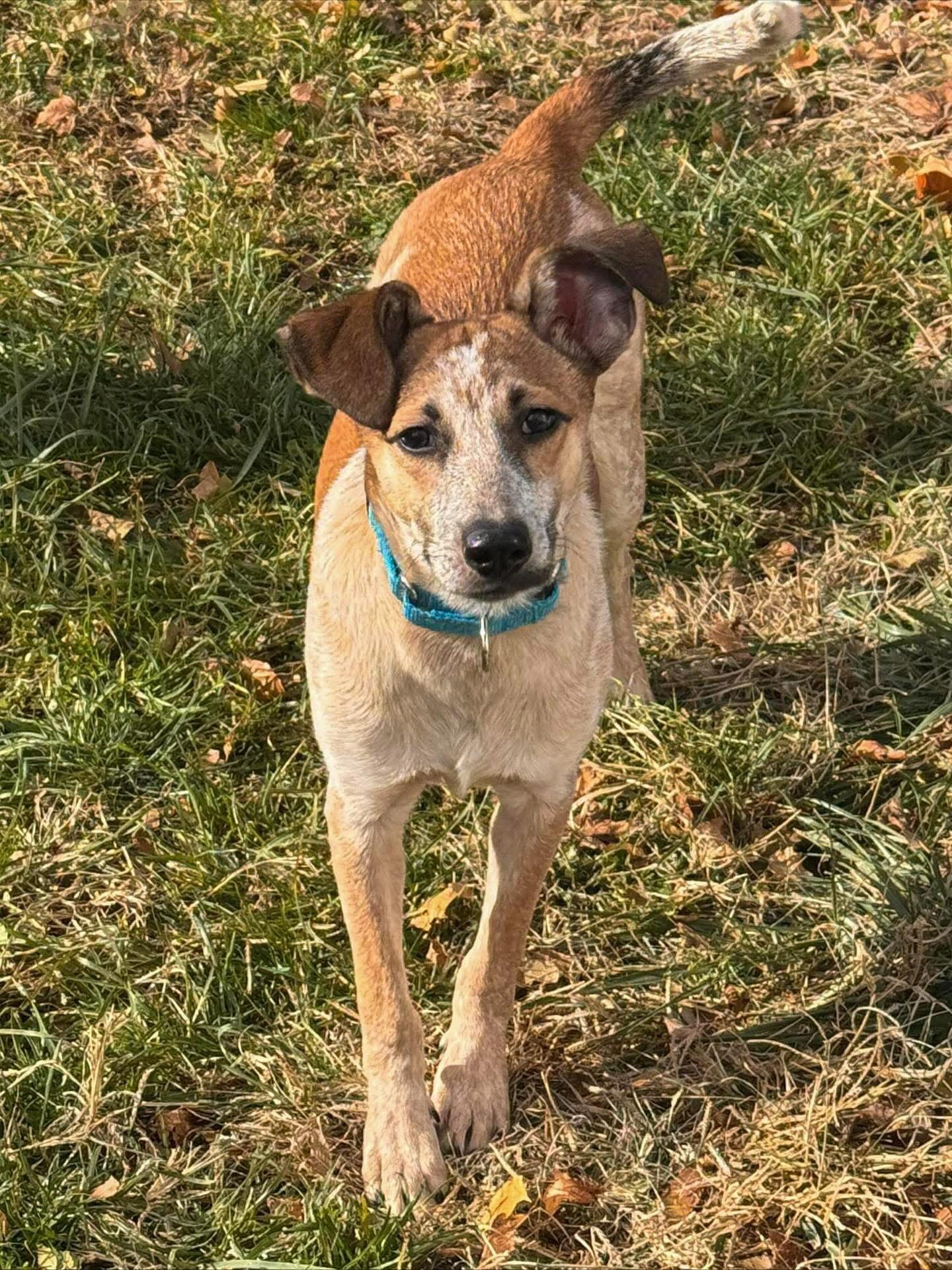 Enlarge Rodney, a Adoptable Mixed Breed in Highland, NY image 1/6