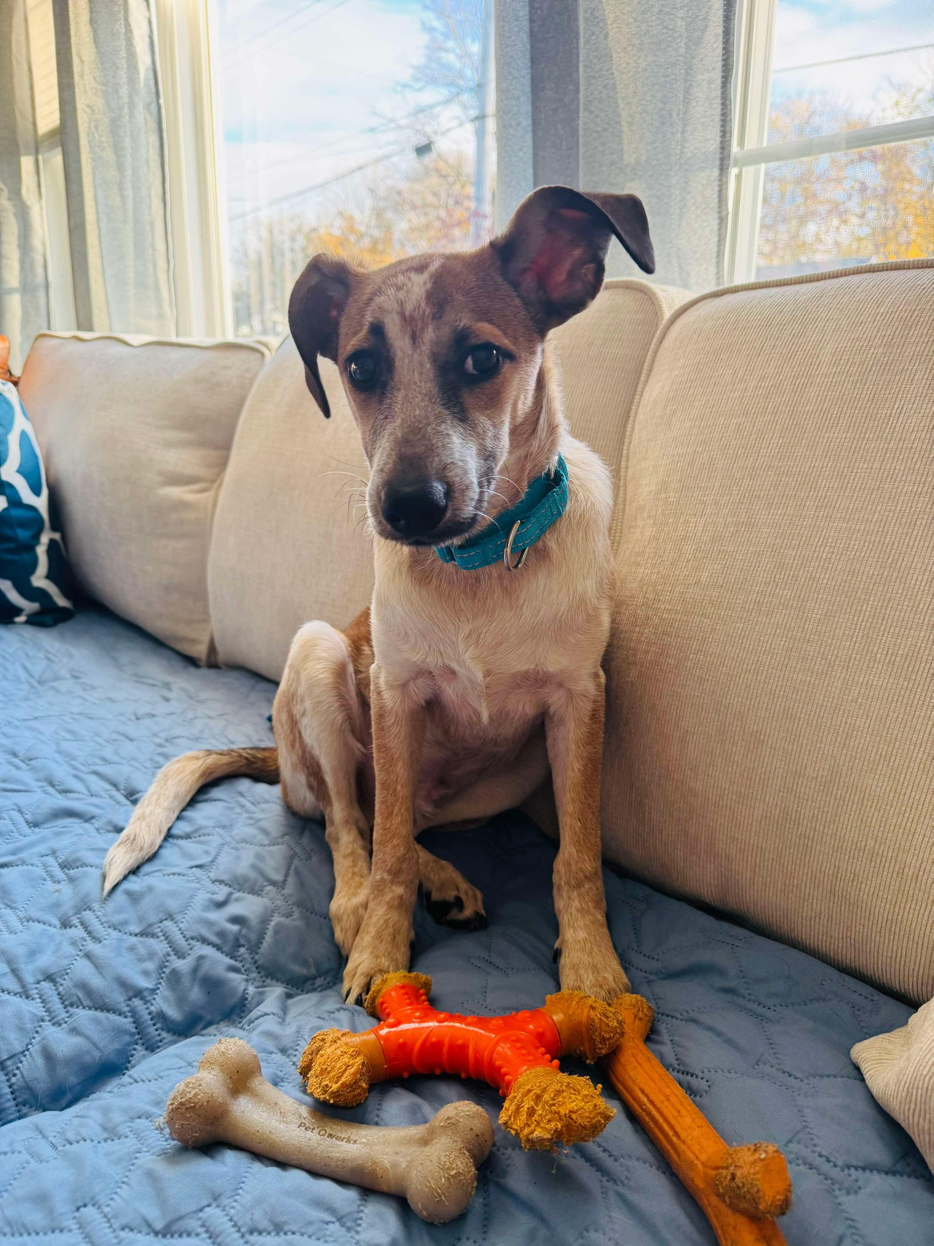 Enlarge Rodney, a Adoptable Mixed Breed in Highland, NY image 3/6