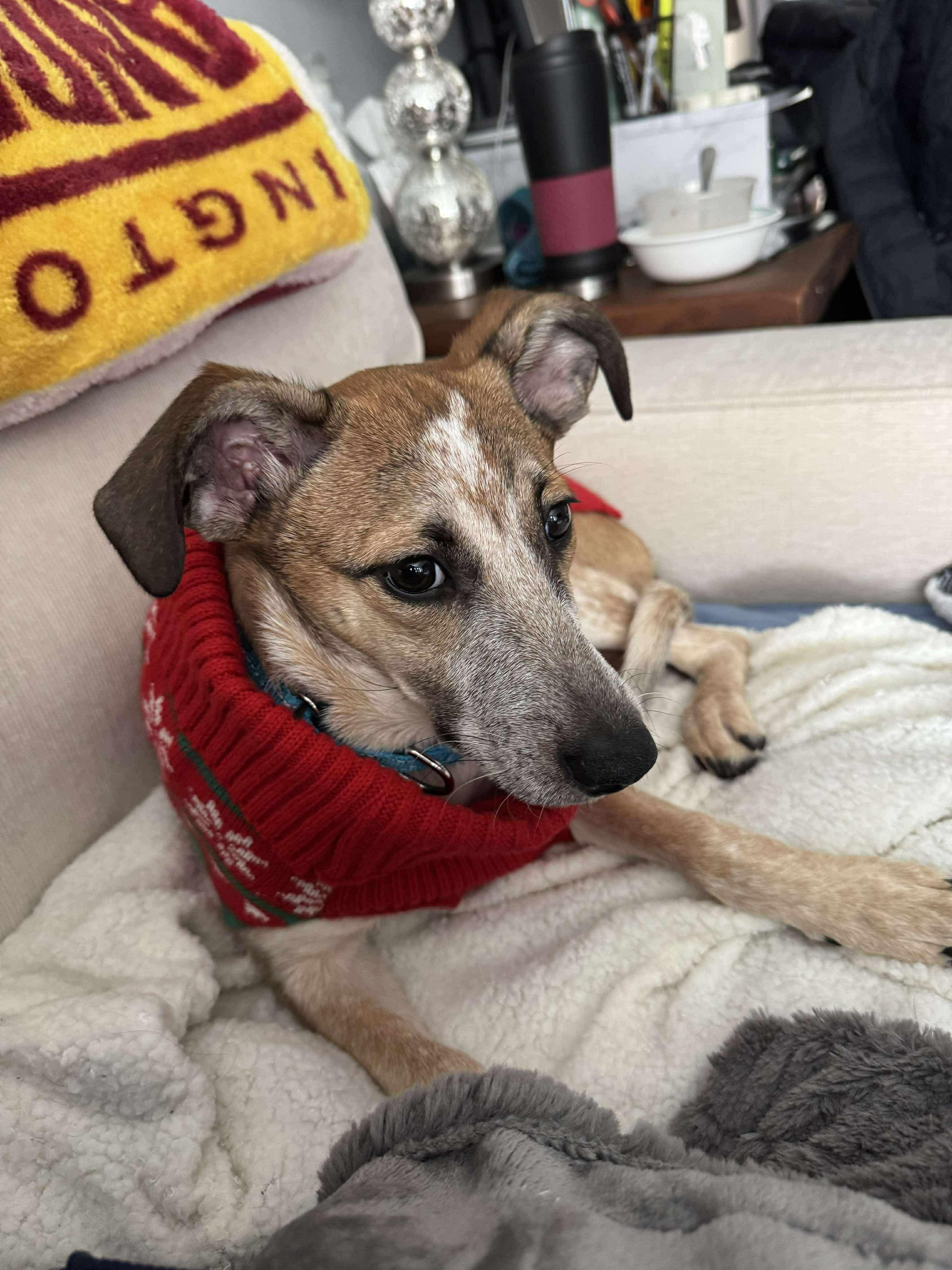 Enlarge Rodney, a Adoptable Mixed Breed in Highland, NY image 4/6