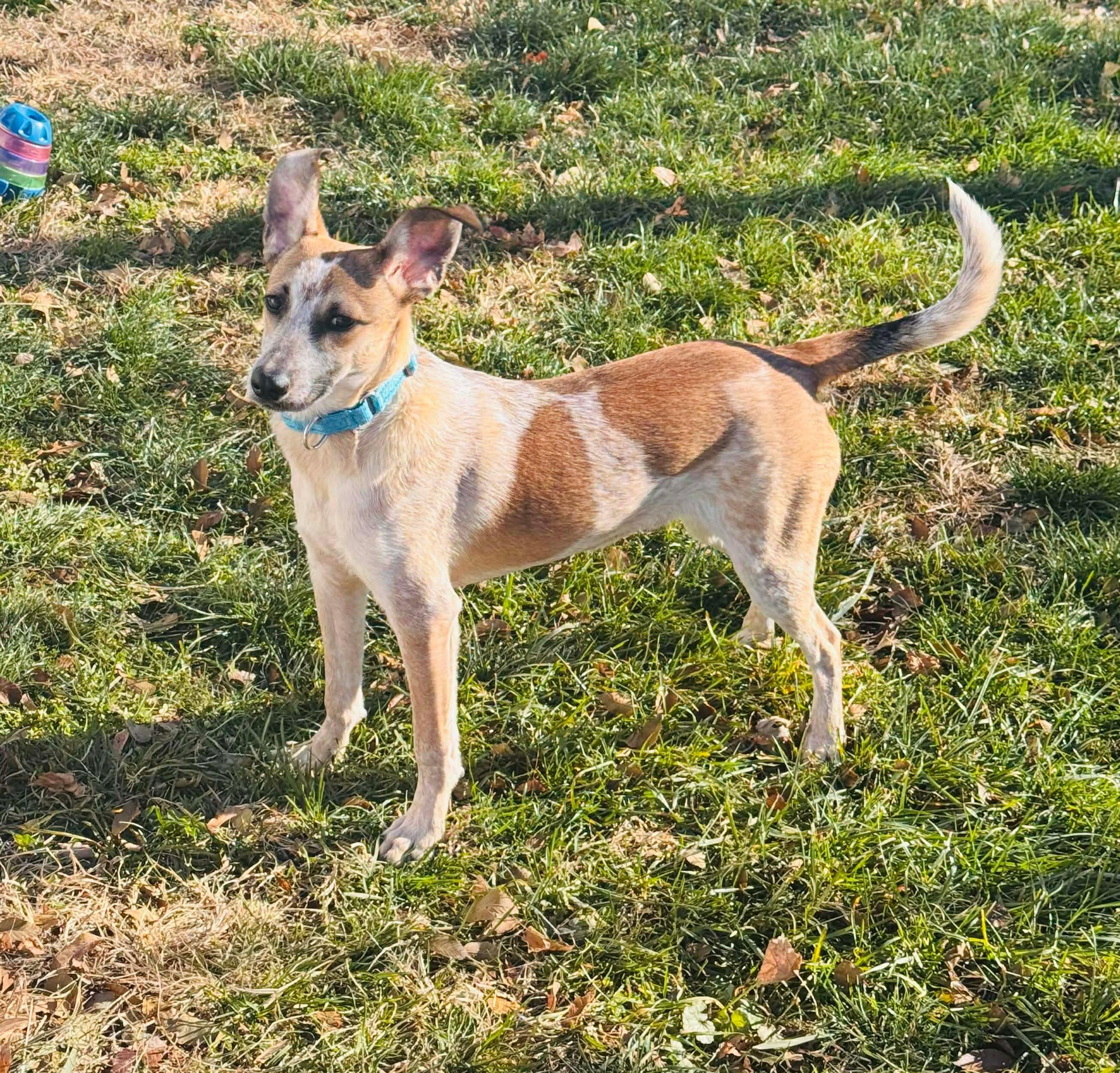 Enlarge Rodney, a Adoptable Mixed Breed in Highland, NY image 2/6