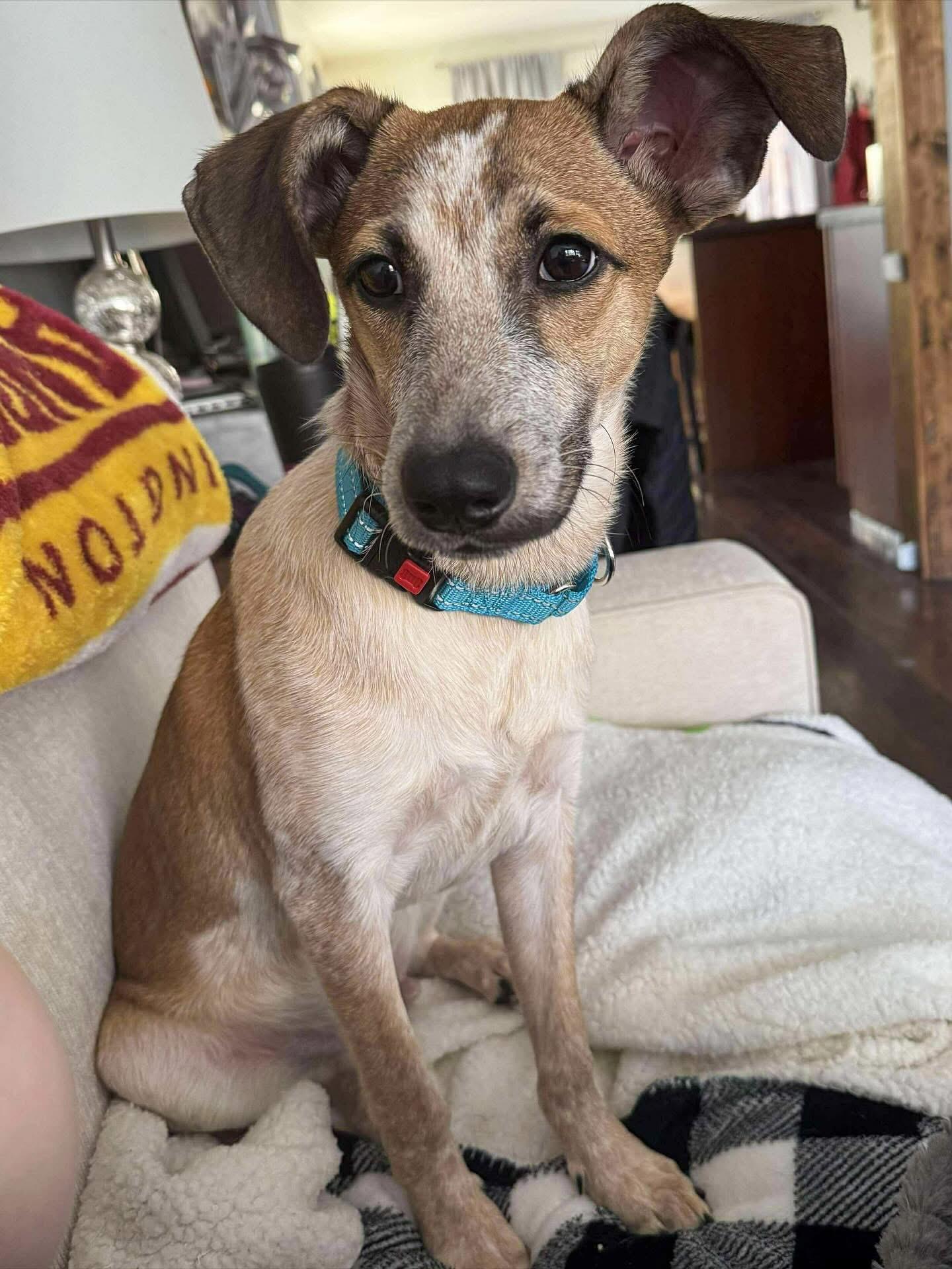 Enlarge Rodney, a Adoptable Mixed Breed in Highland, NY image 6/6