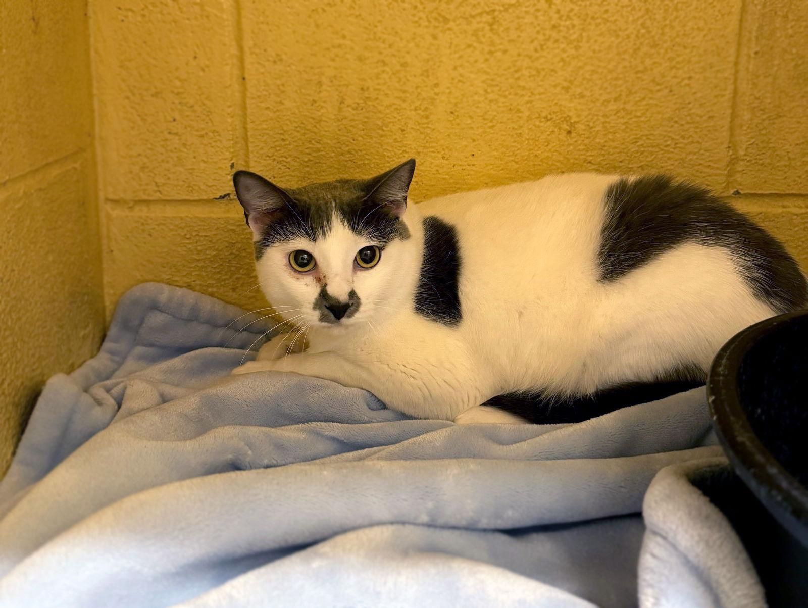 Enlarge Merlin, a Adoptable Domestic Short Hair in Prosper, TX image 2/3