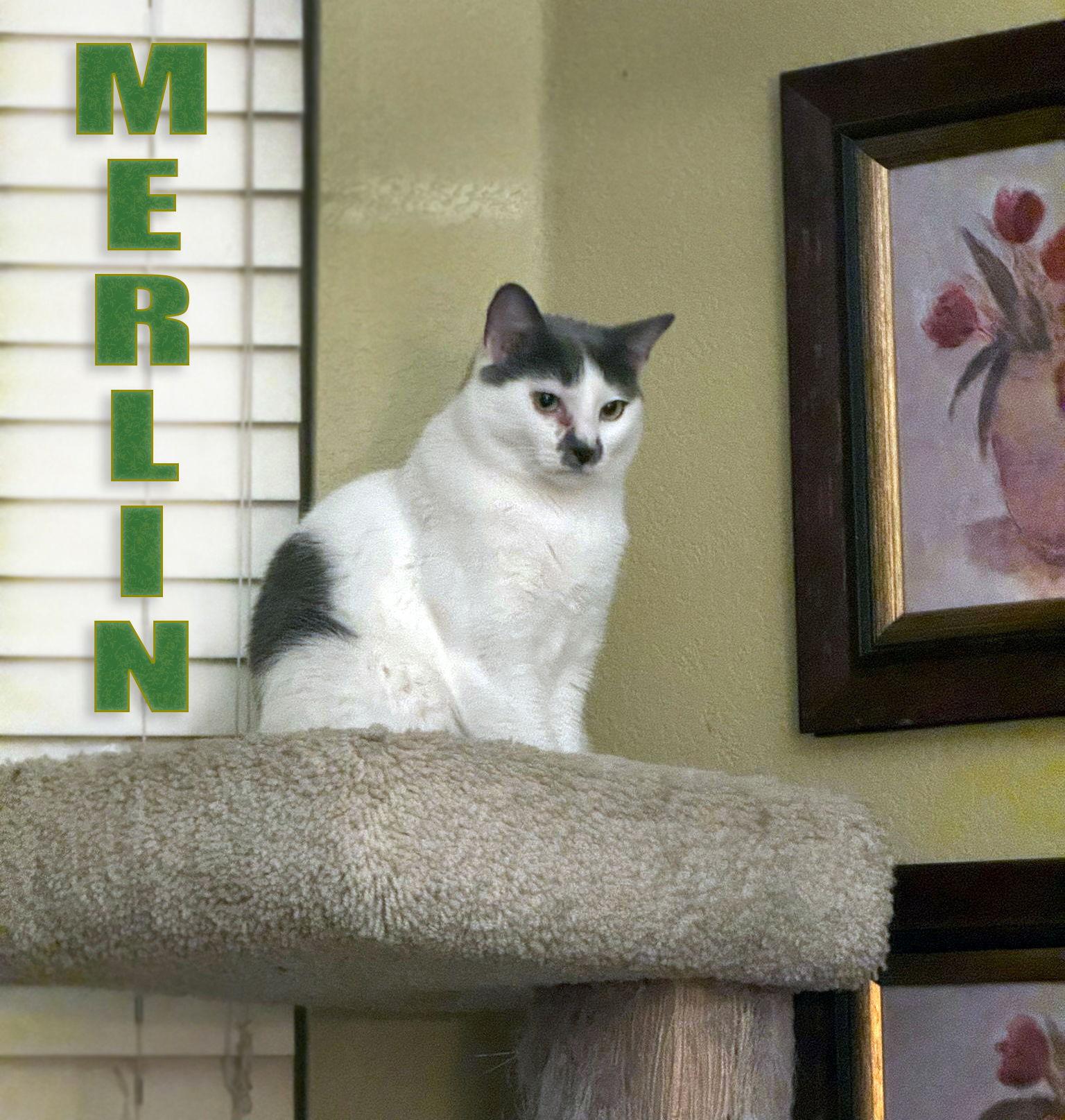 Enlarge Merlin, a Adoptable Domestic Short Hair in Prosper, TX image 3/3