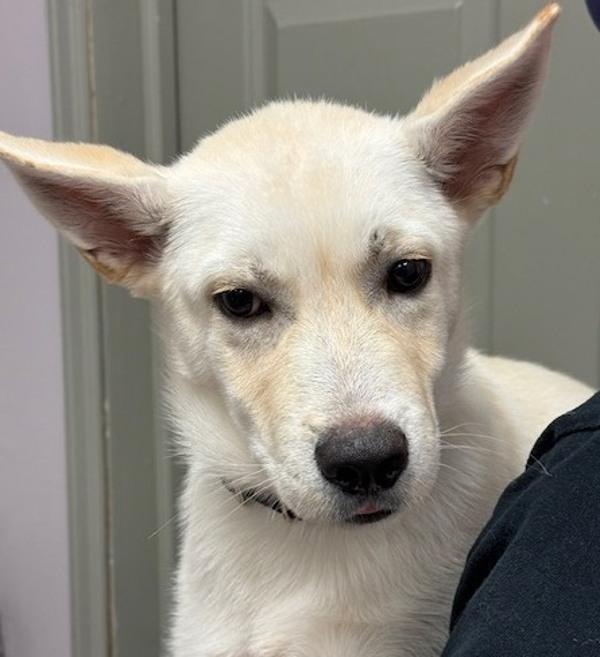 Enlarge Corbin, a Adoptable mixed breed in Littleton, CO image 1/1