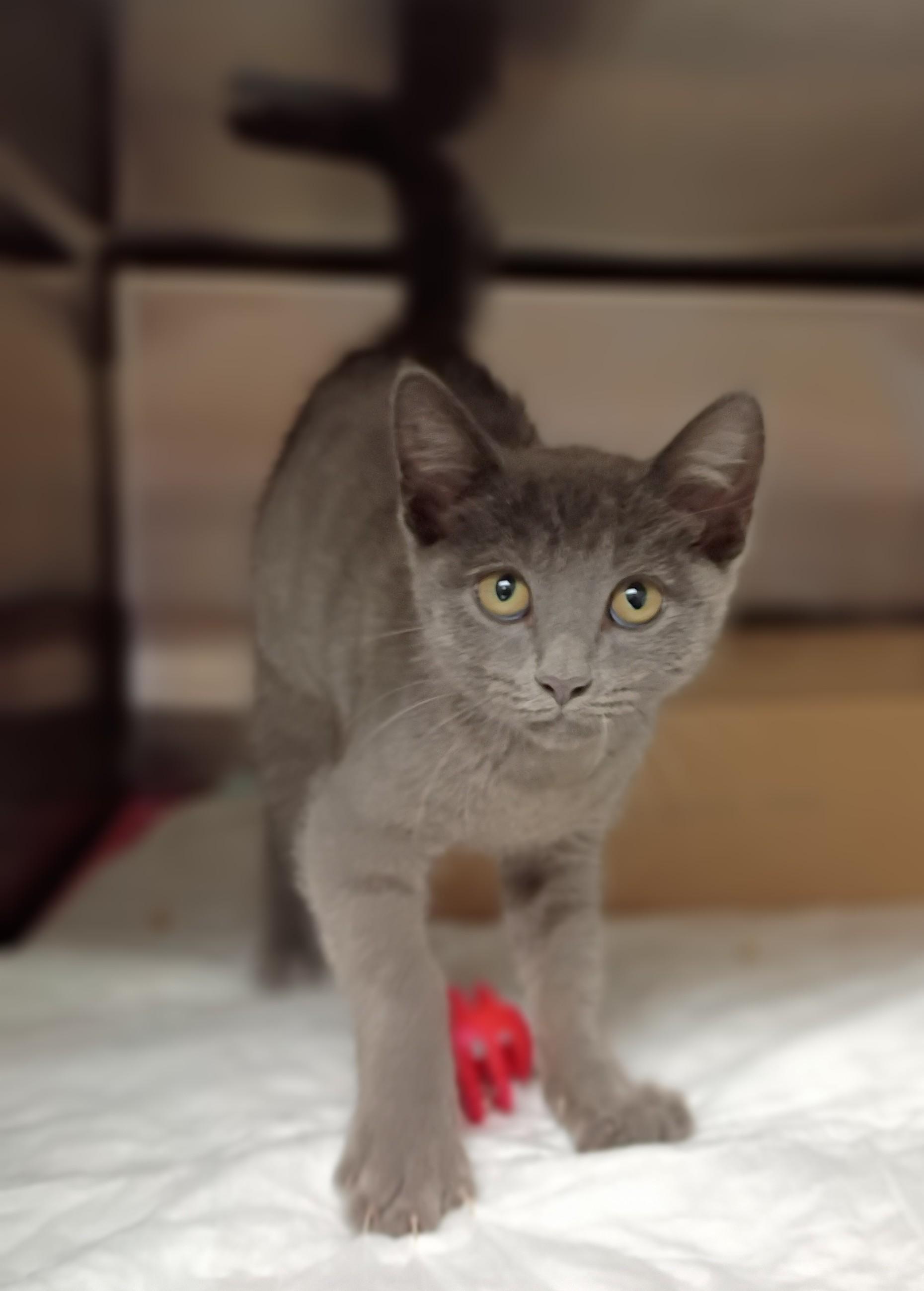 Enlarge Zoya, a Adopted mixed breed in Somerset, KY image 2/2