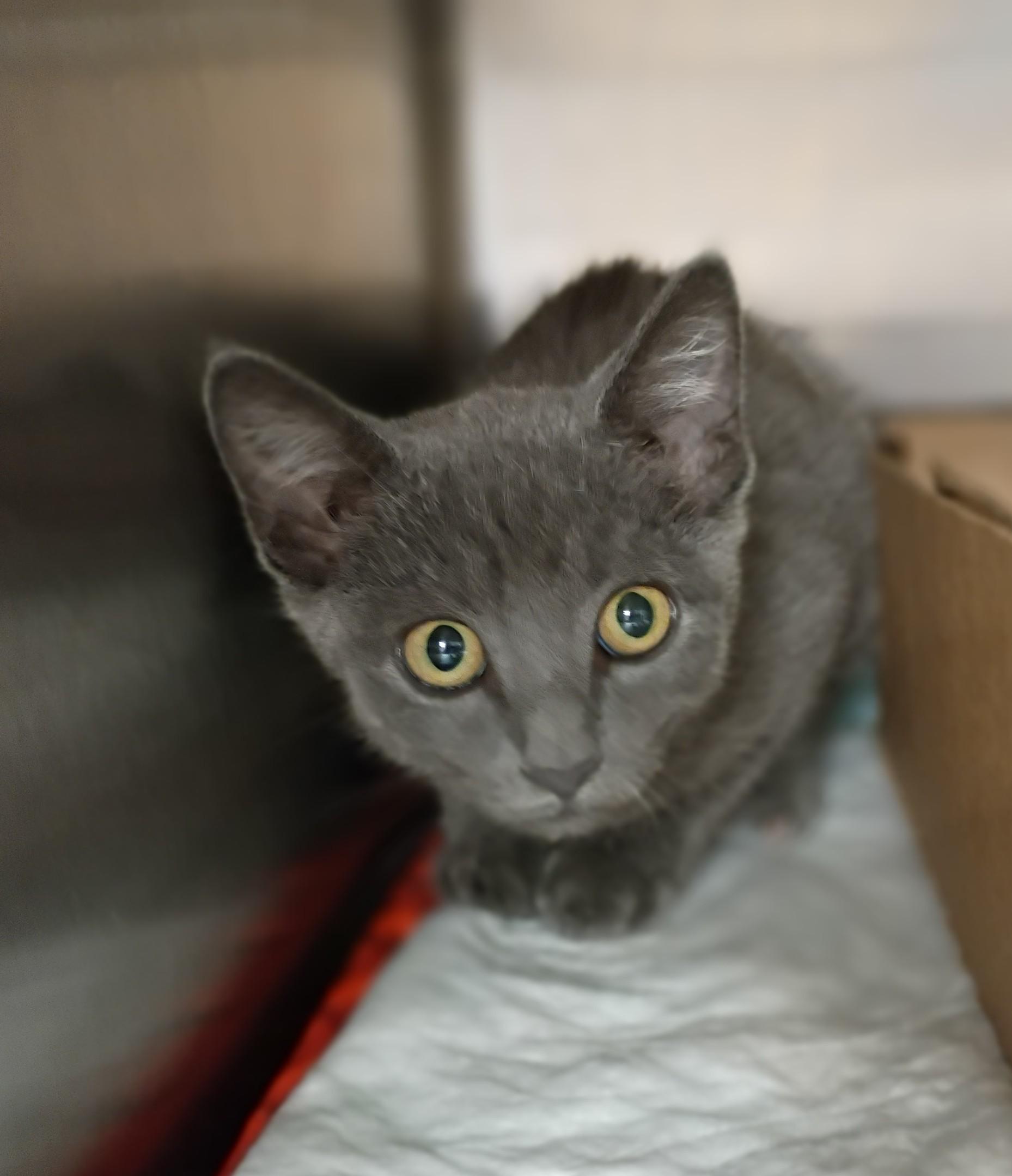 Zoya, Adopted, Kitten Female Russian Blue.