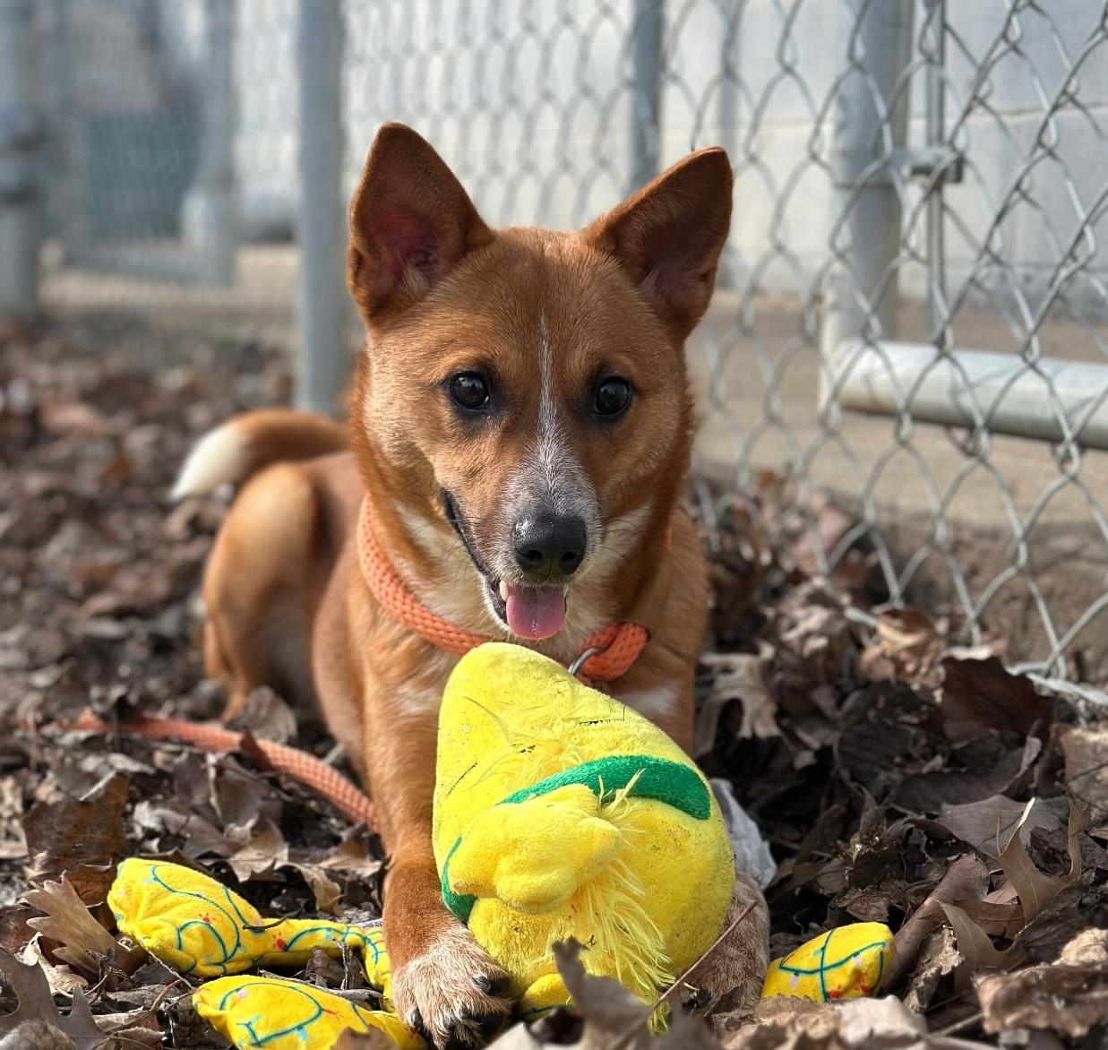 Gingerbread, ADOPTABLE, Young Female Shiba Inu.