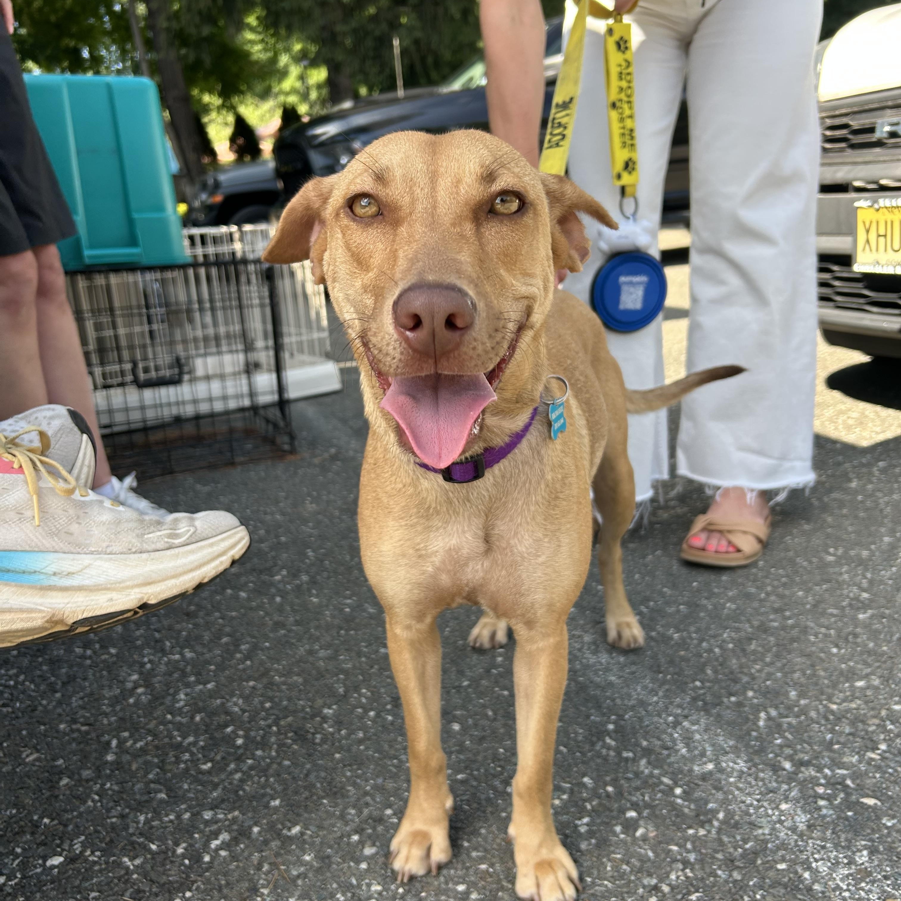 Salina, Young Female Vizsla