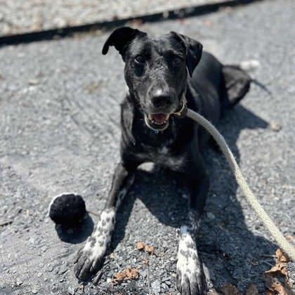 Enlarge Baxter, a Adoptable mixed breed in Atlanta, GA image 1/3