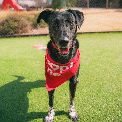 Baxter, Adoptable, Adult Male Border Collie & Mixed Breed.