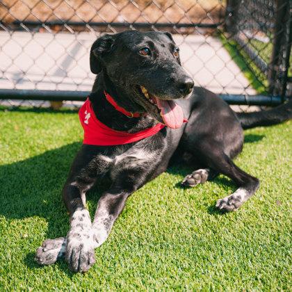 Baxter, a Adoptable mixed breed in Atlanta, GA image 2/3