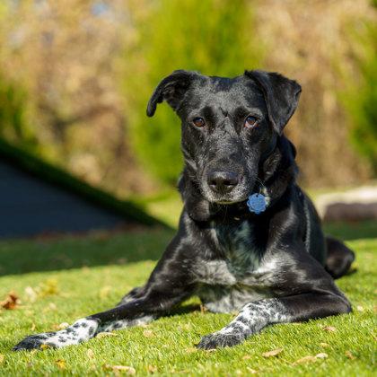 Enlarge Baxter, a Adoptable mixed breed in Atlanta, GA image 2/3