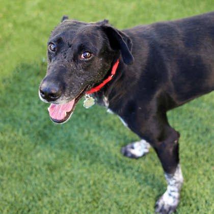 Enlarge Baxter, a Adoptable mixed breed in Atlanta, GA image 3/3