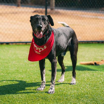 Baxter, a Adoptable mixed breed in Atlanta, GA image 3/3