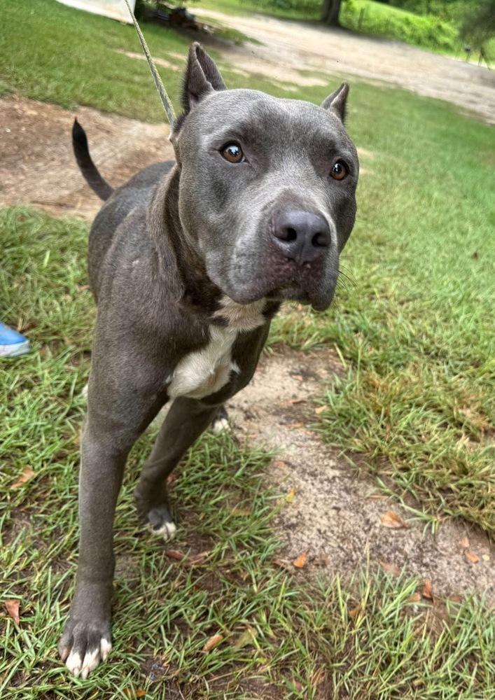 Fred, Adoptable, Adult Male Pit Bull Terrier.